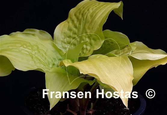 Hosta Miss Susie